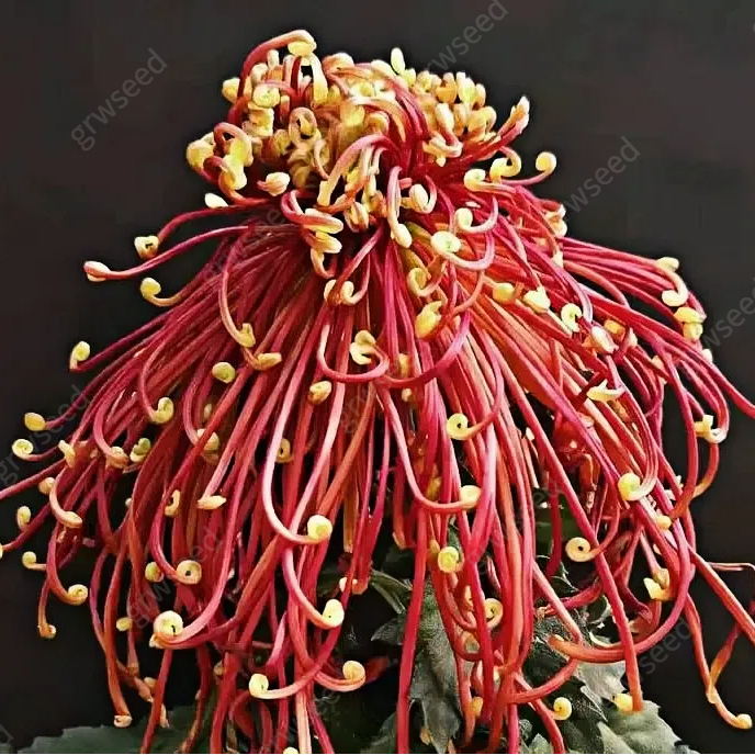 🔥 Гореща промоция 🌸 Семена от Royal Spider Chrysanthemum