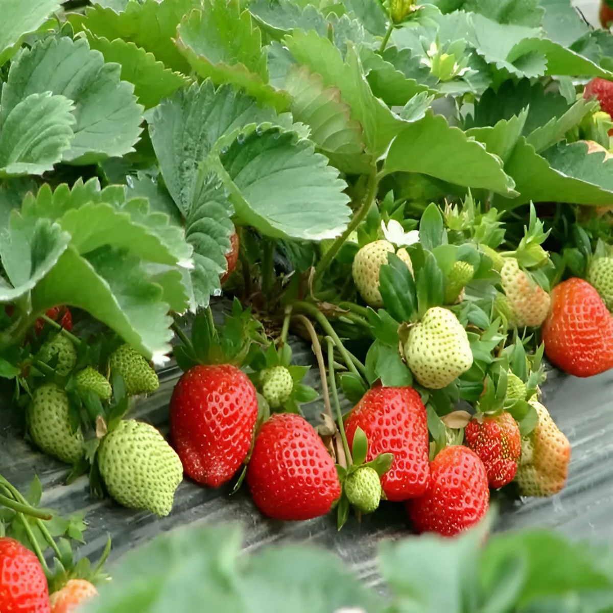 🍓Семена за ягоди за целия сезон за градинска реколта