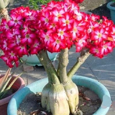 ✨ Семена от Аденум (Пустинна роза) 🌹 Устойчиви на високи температури ✨