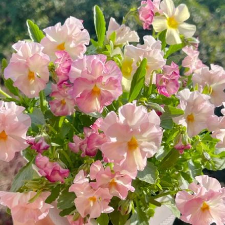 💐 Серия „Зимен елф" на Теменугата - Липсваш ми безкрайно