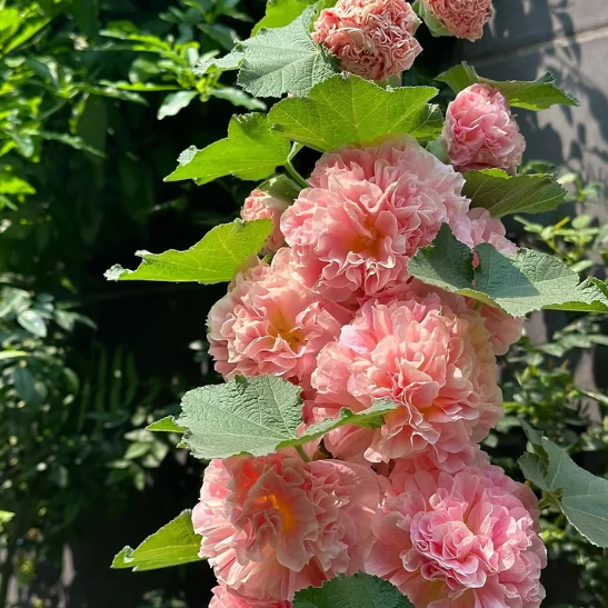 🌸 Двулистен ароматен слез — семена
