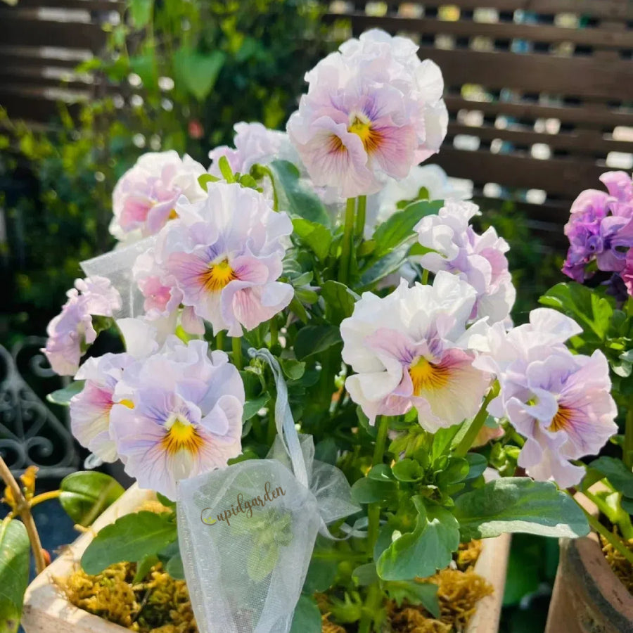 💐 Серия „Зимен елф" на Теменугата - Липсваш ми безкрайно