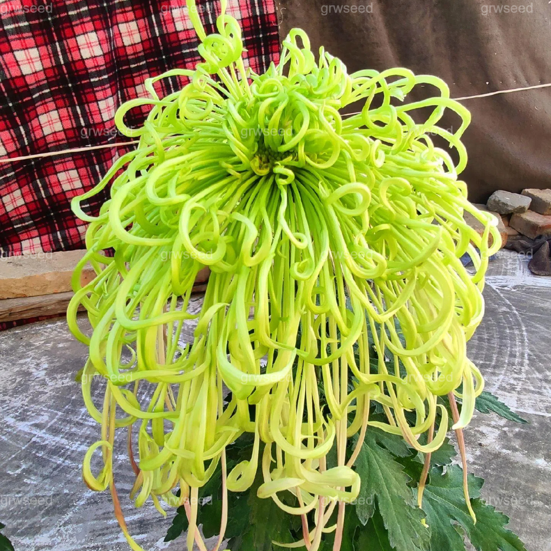 🔥 Гореща промоция 🌸 Семена от Royal Spider Chrysanthemum