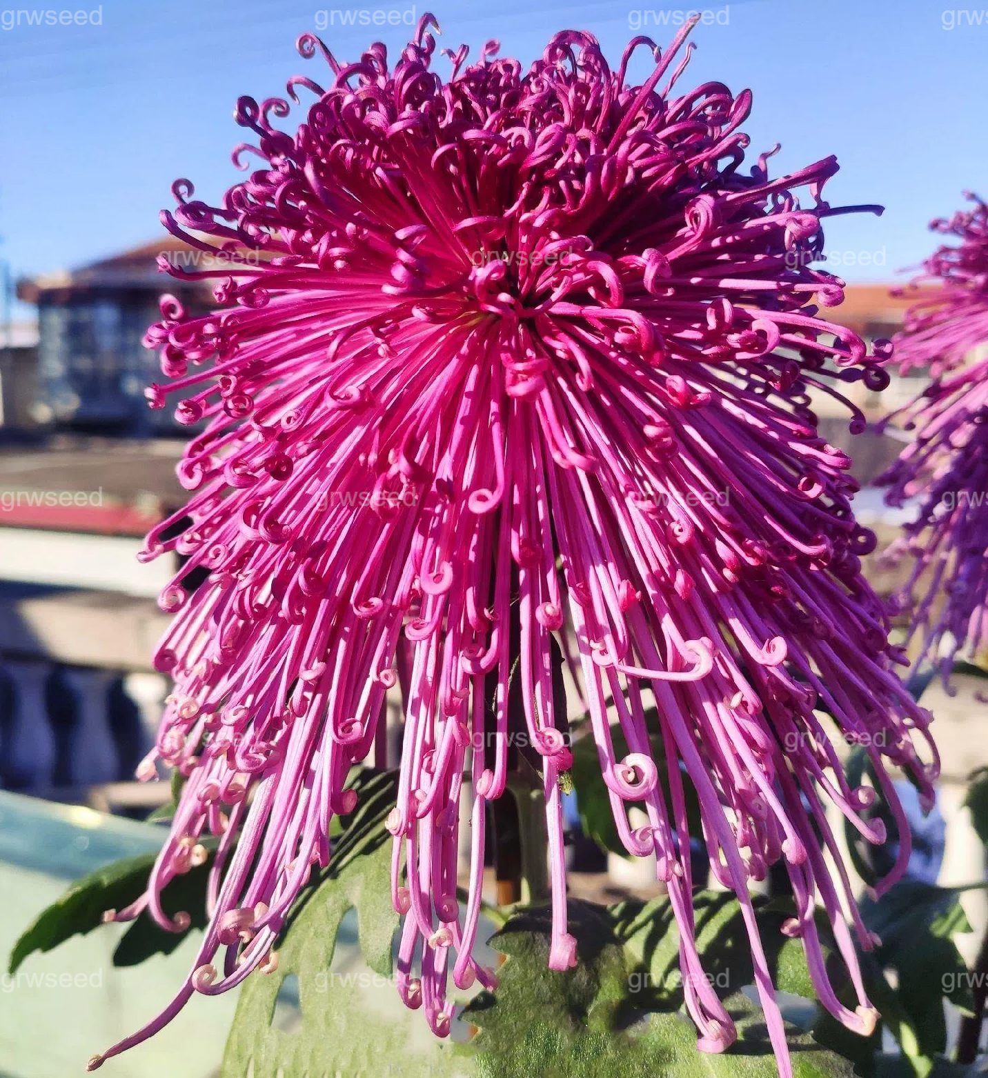 🔥 Гореща промоция 🌸 Семена от Royal Spider Chrysanthemum