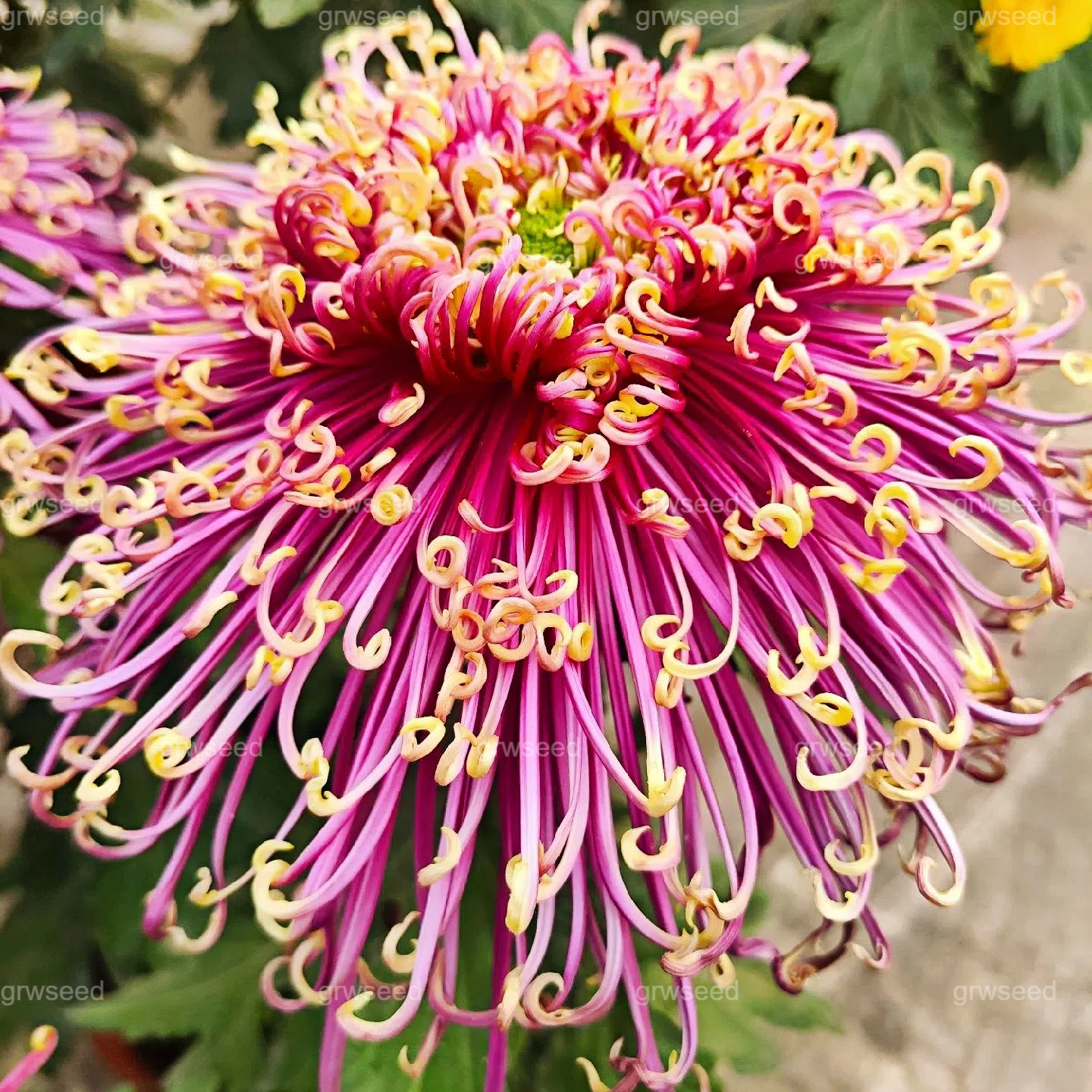 🔥 Гореща промоция 🌸 Семена от Royal Spider Chrysanthemum