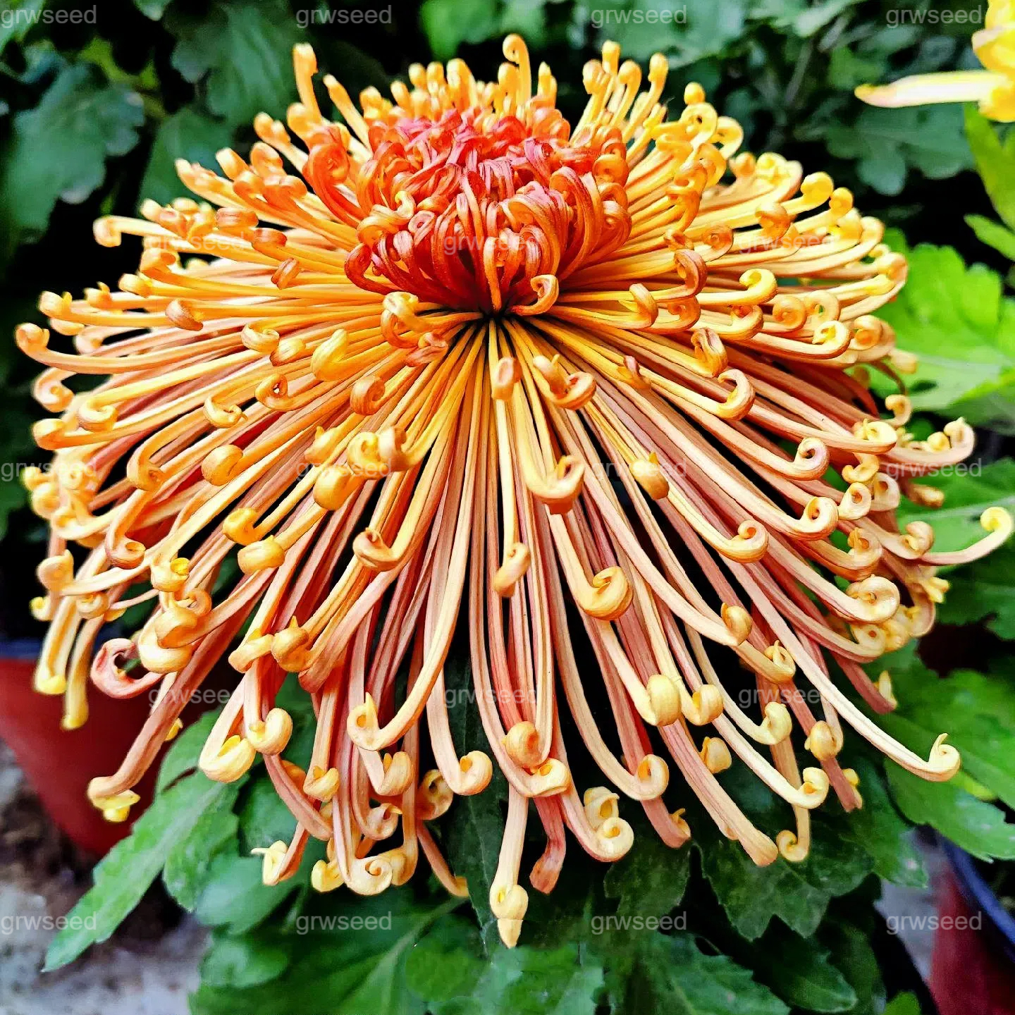 🔥 Гореща промоция 🌸 Семена от Royal Spider Chrysanthemum