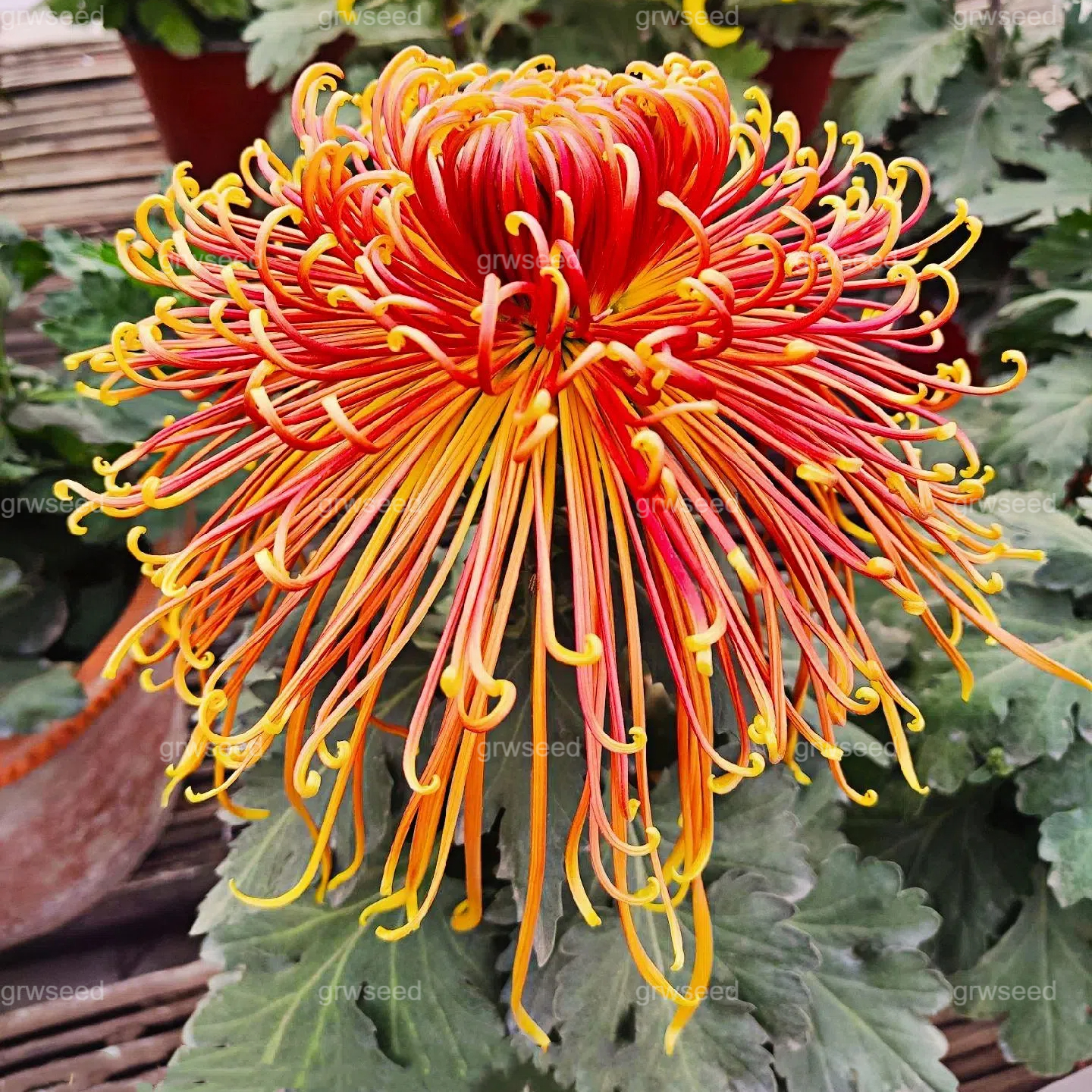 🔥 Гореща промоция 🌸 Семена от Royal Spider Chrysanthemum