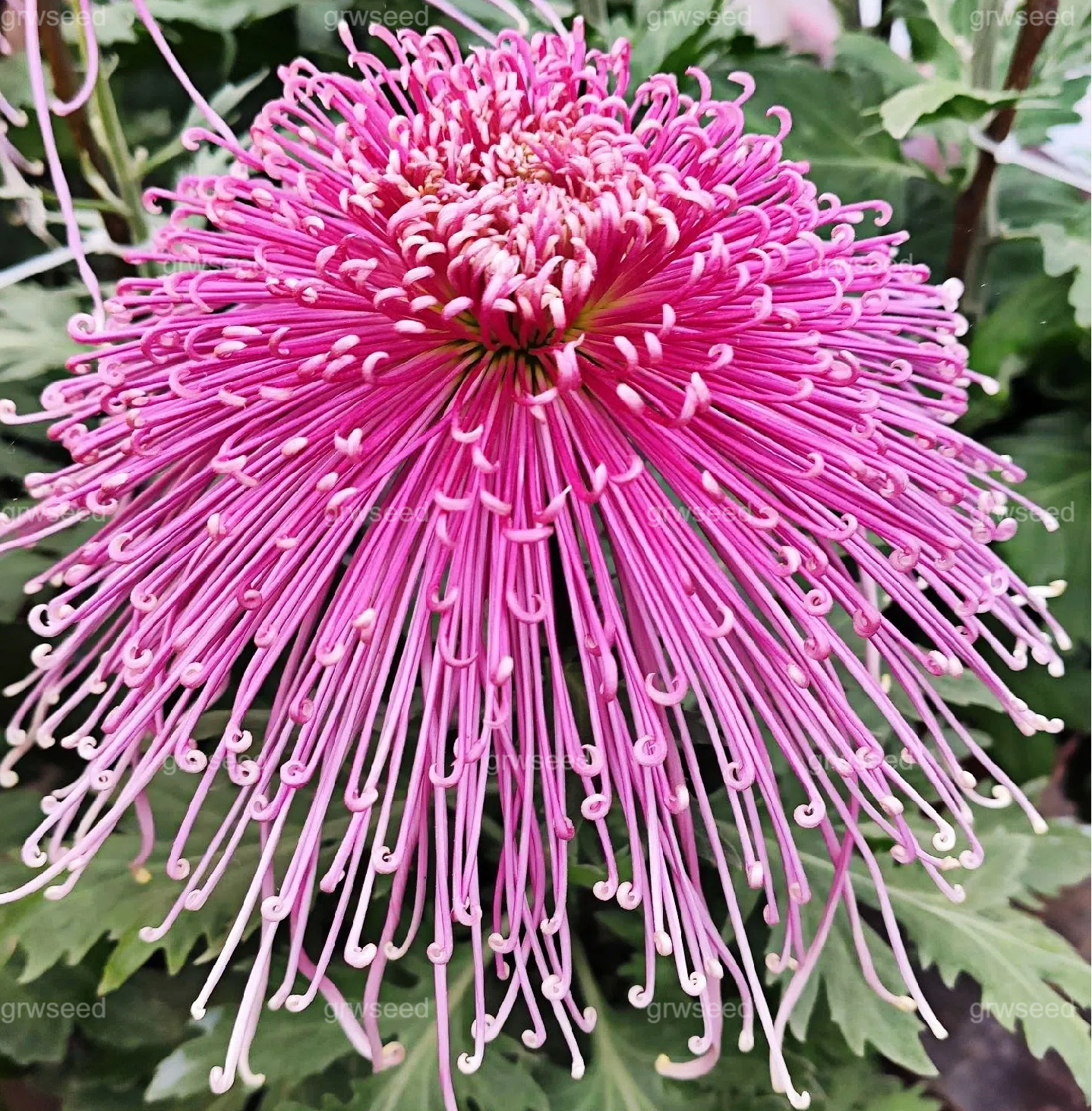 🔥 Гореща промоция 🌸 Семена от Royal Spider Chrysanthemum
