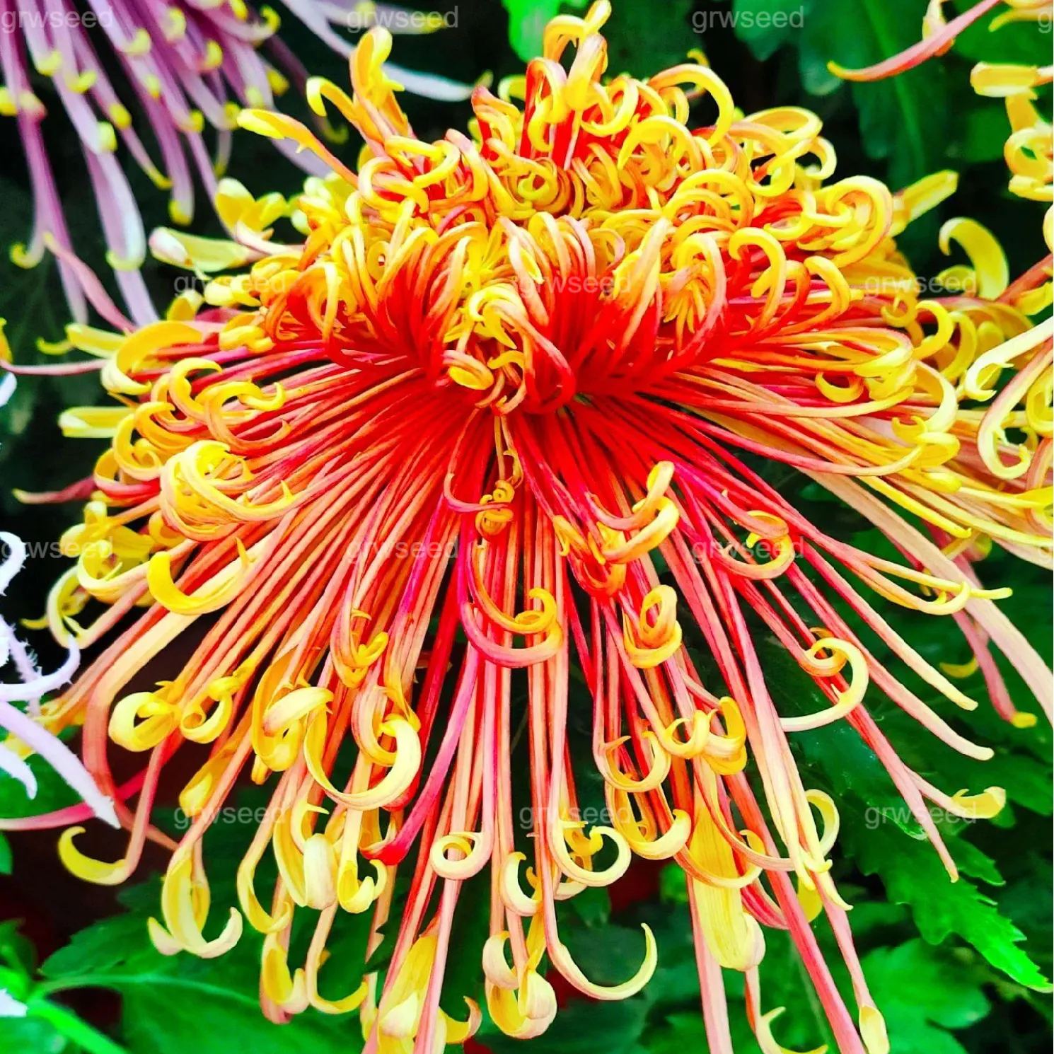 🔥 Гореща промоция 🌸 Семена от Royal Spider Chrysanthemum