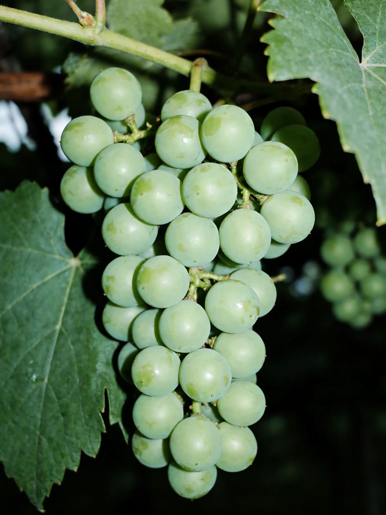 🍇 Hroznová semínka