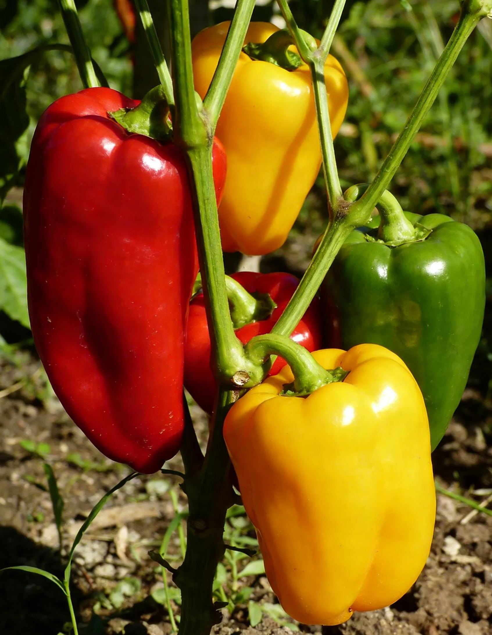 🌶️Семена от пъстър пипер (балконни зеленчуци в саксия, годишно отглеждане, лесно за поддръжка)
