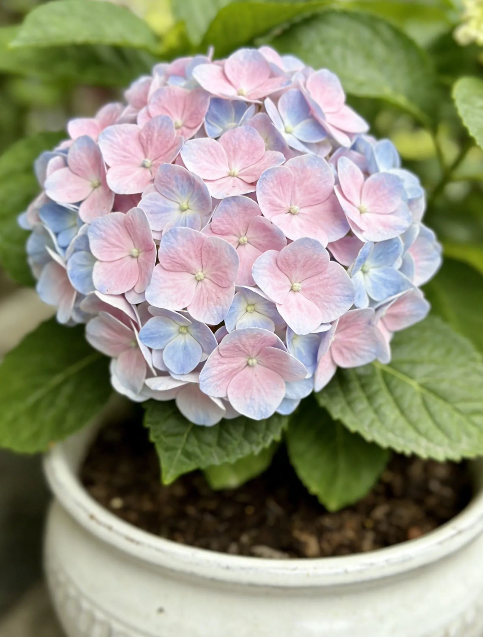 🌸✨Семена от хортензия за засаждане