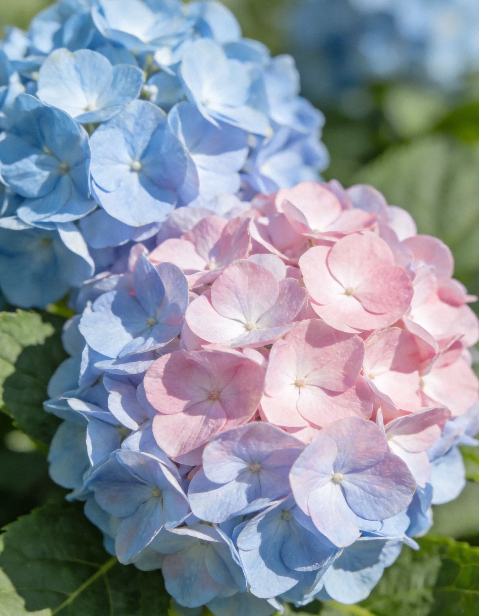 🌸✨Семена от хортензия за засаждане