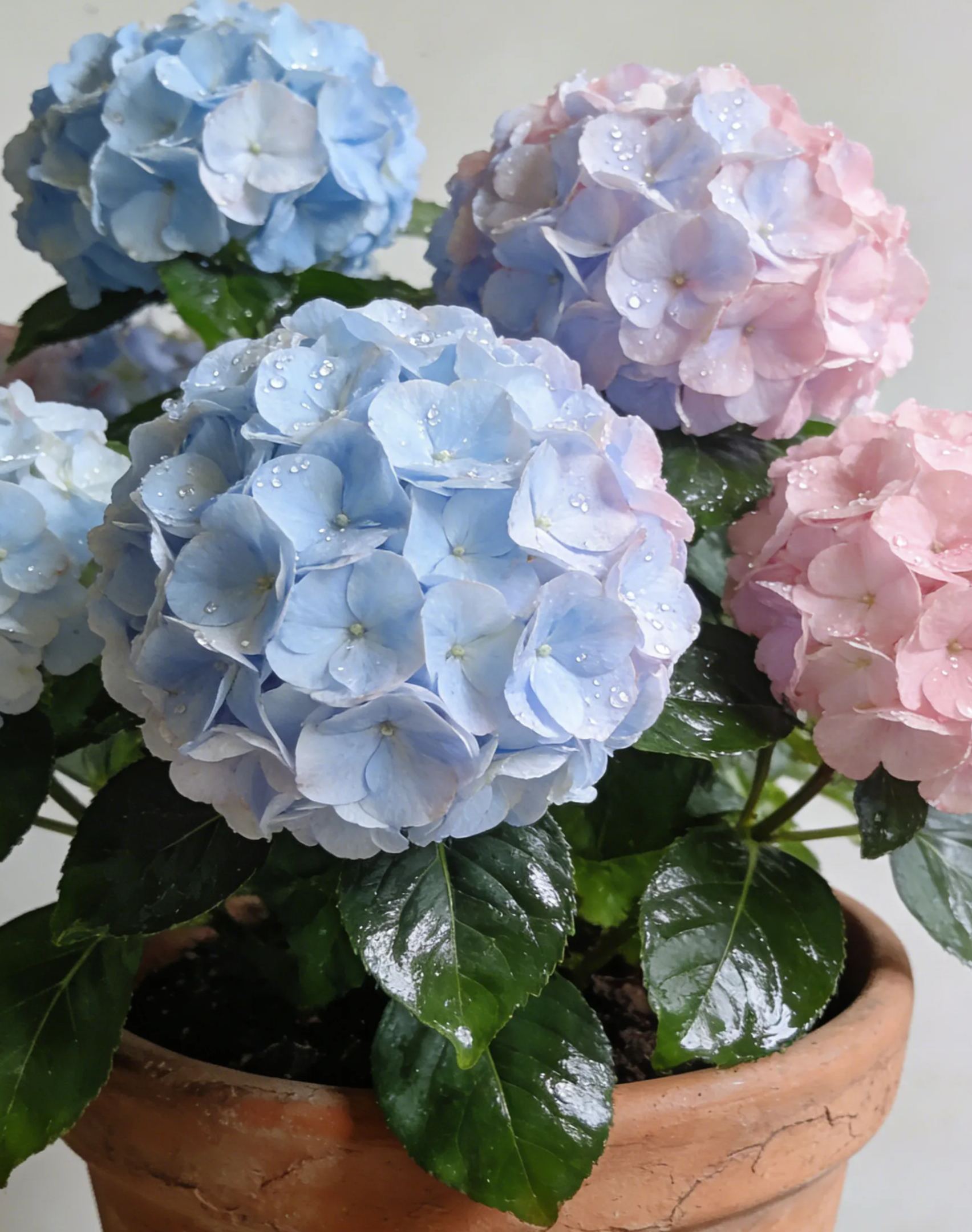 🌸✨Семена от хортензия за засаждане