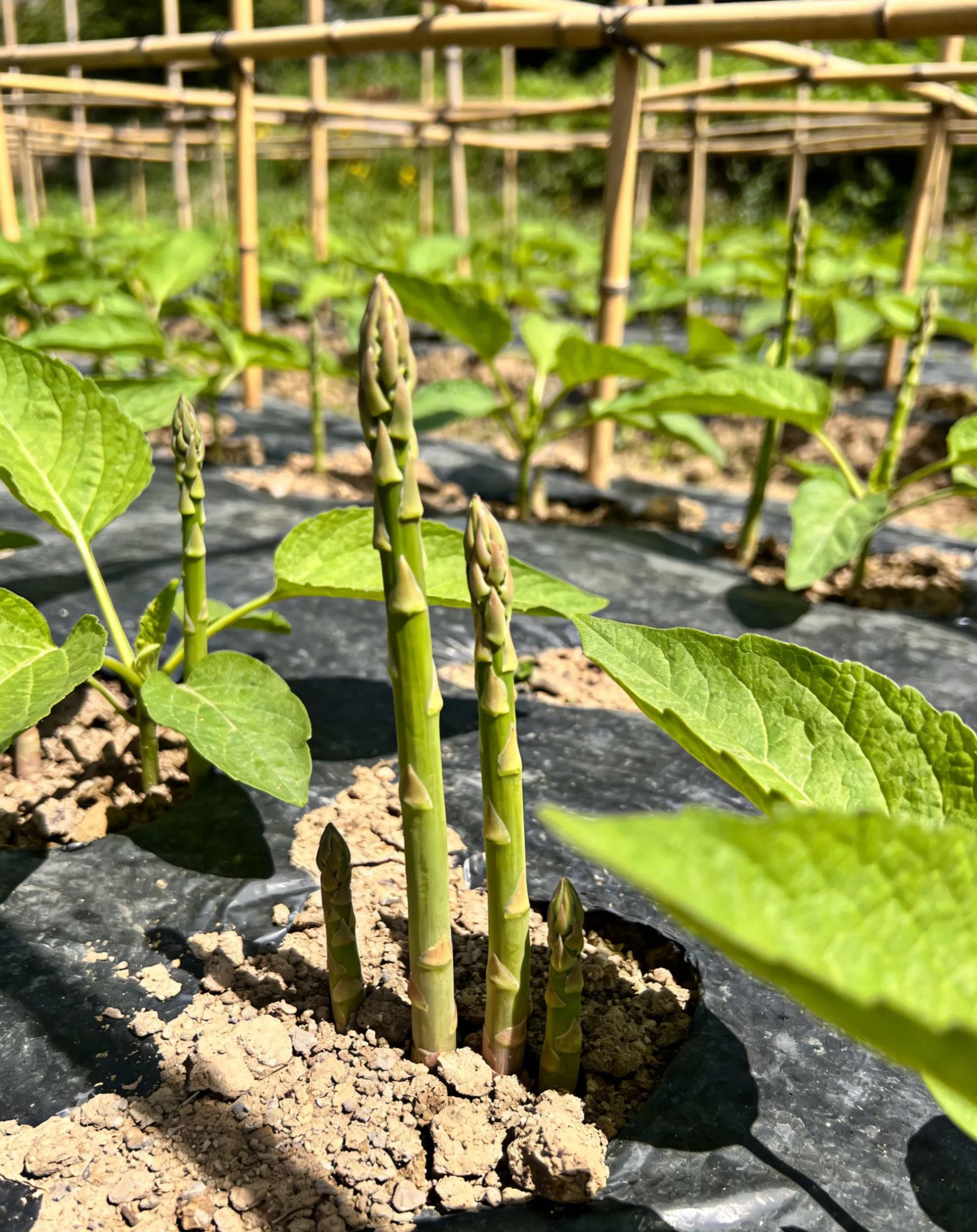 🌱 Семена от пресен и хрупкав асперж