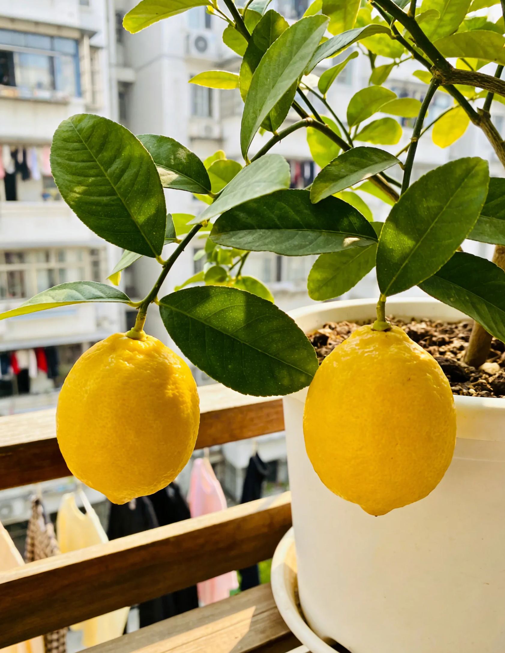 🍋 Семена от ароматен и сочен лимон