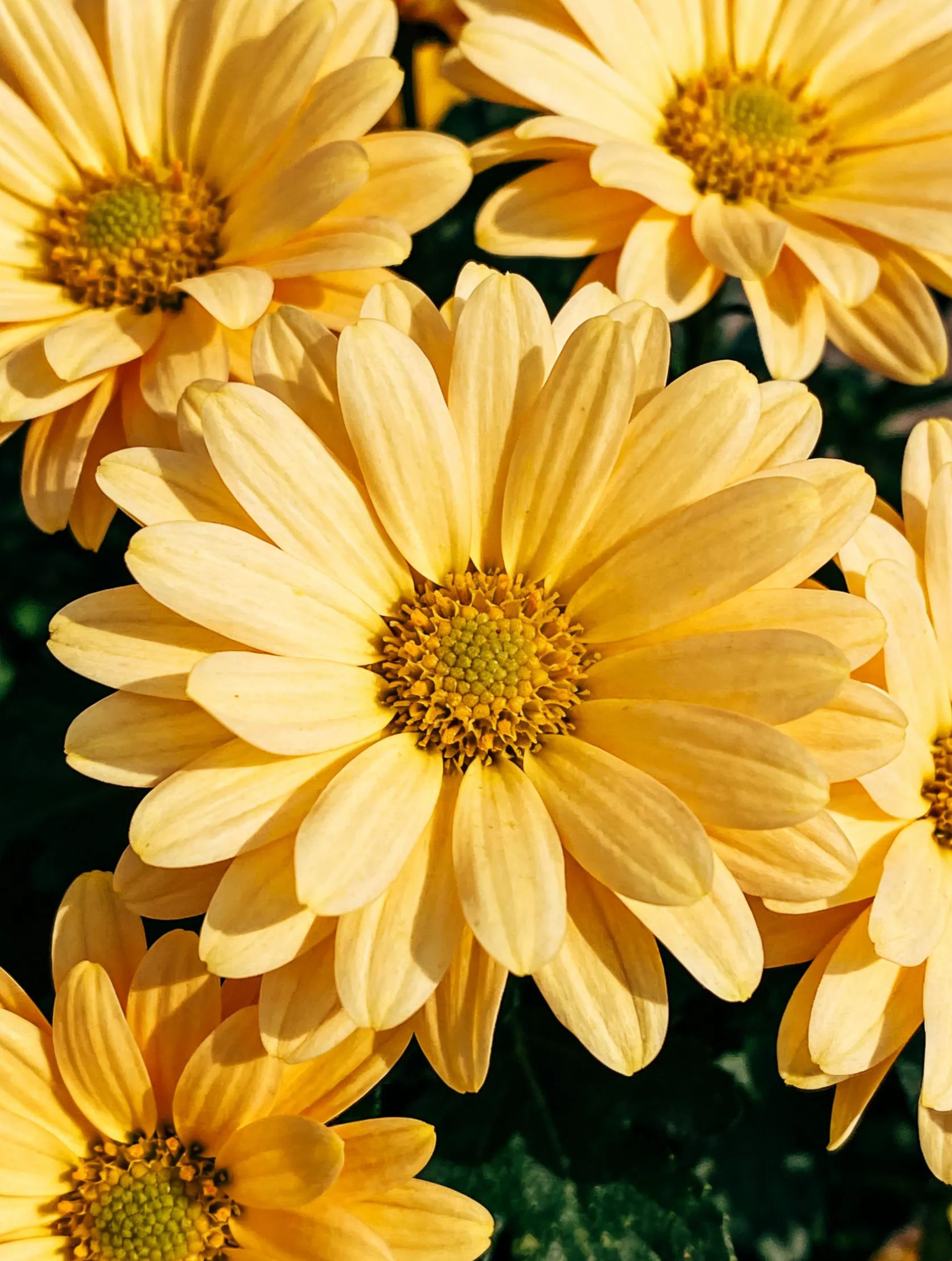 🌼Цветни семена от хризантема