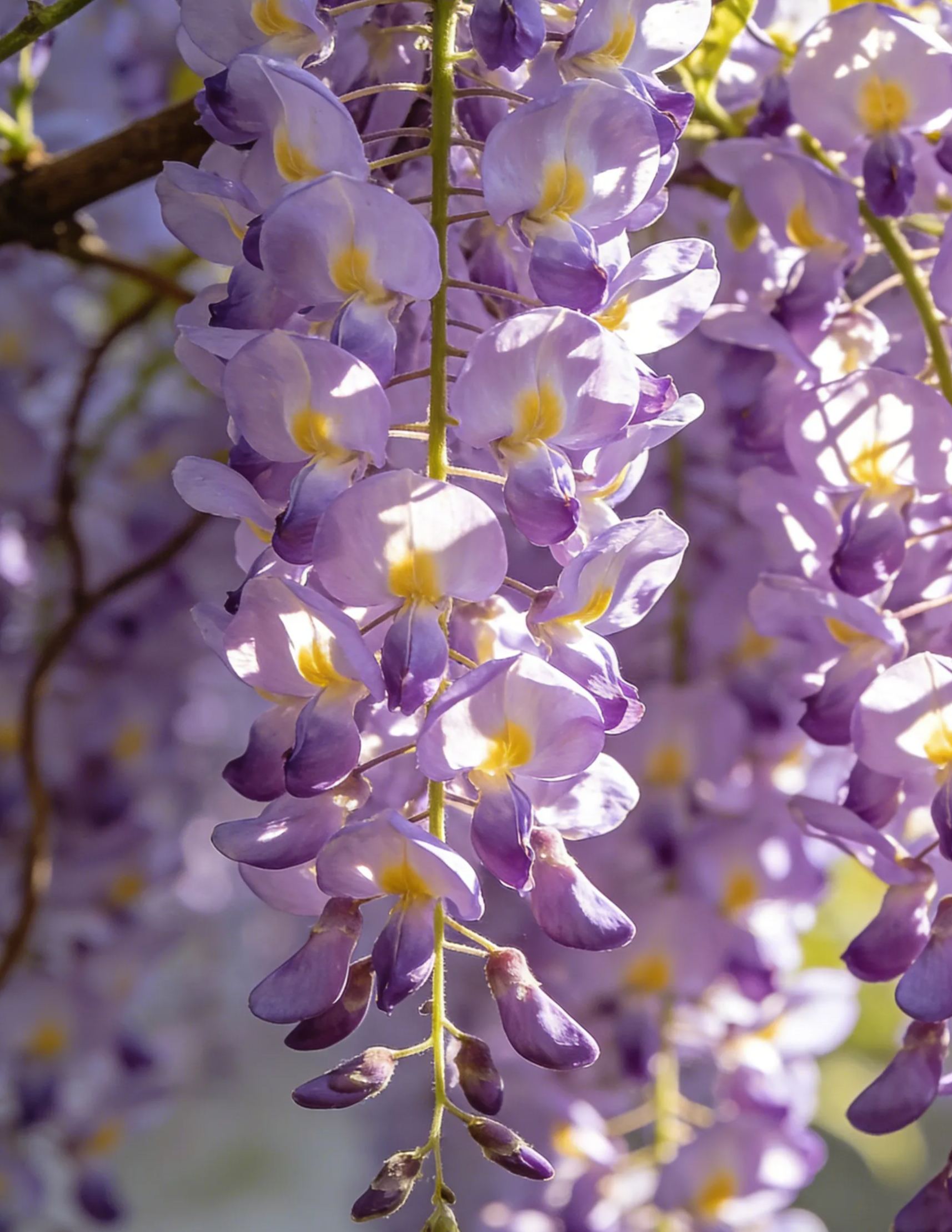 Семена от романтична глициния 💜