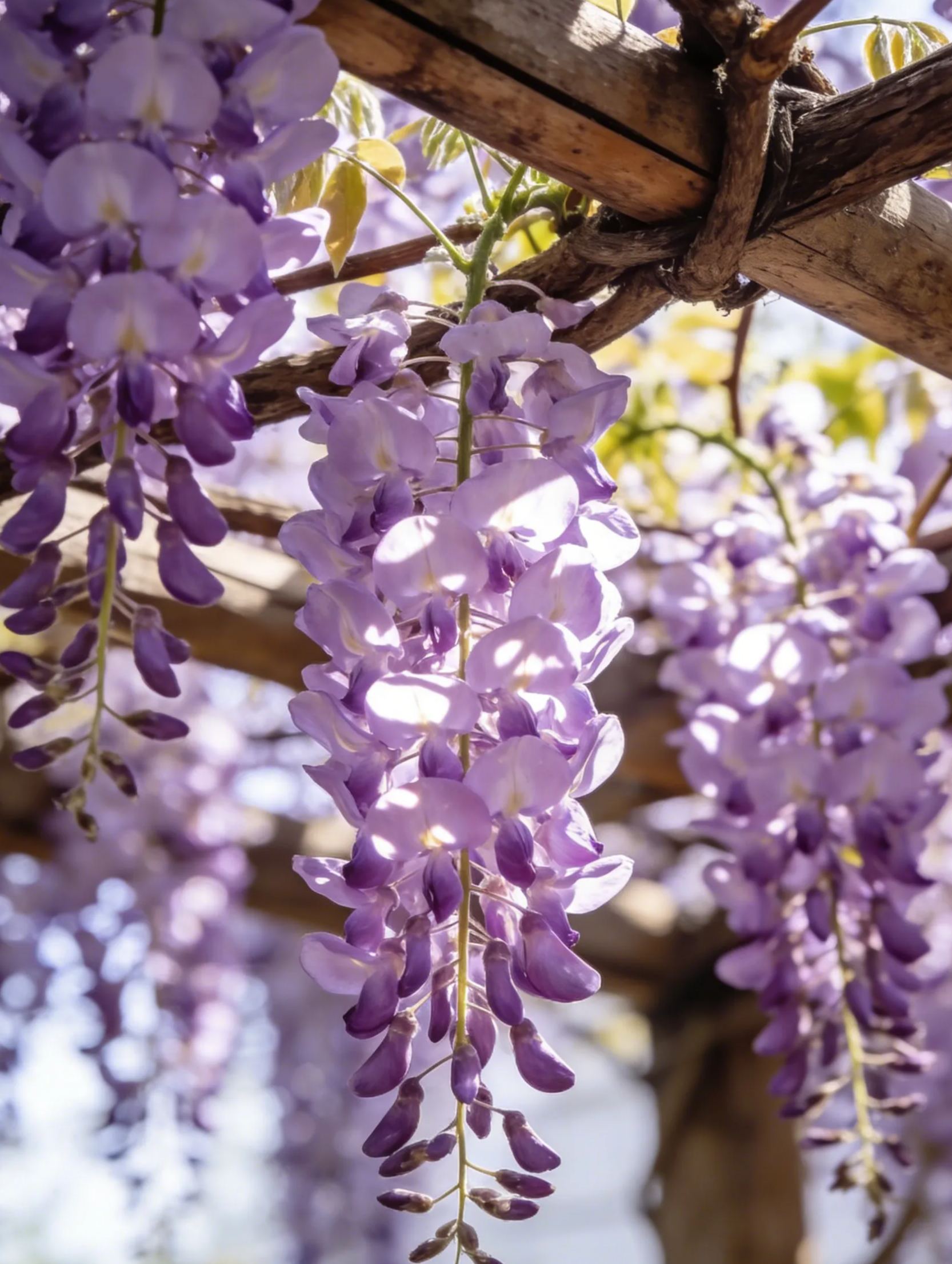 Семена от романтична глициния 💜