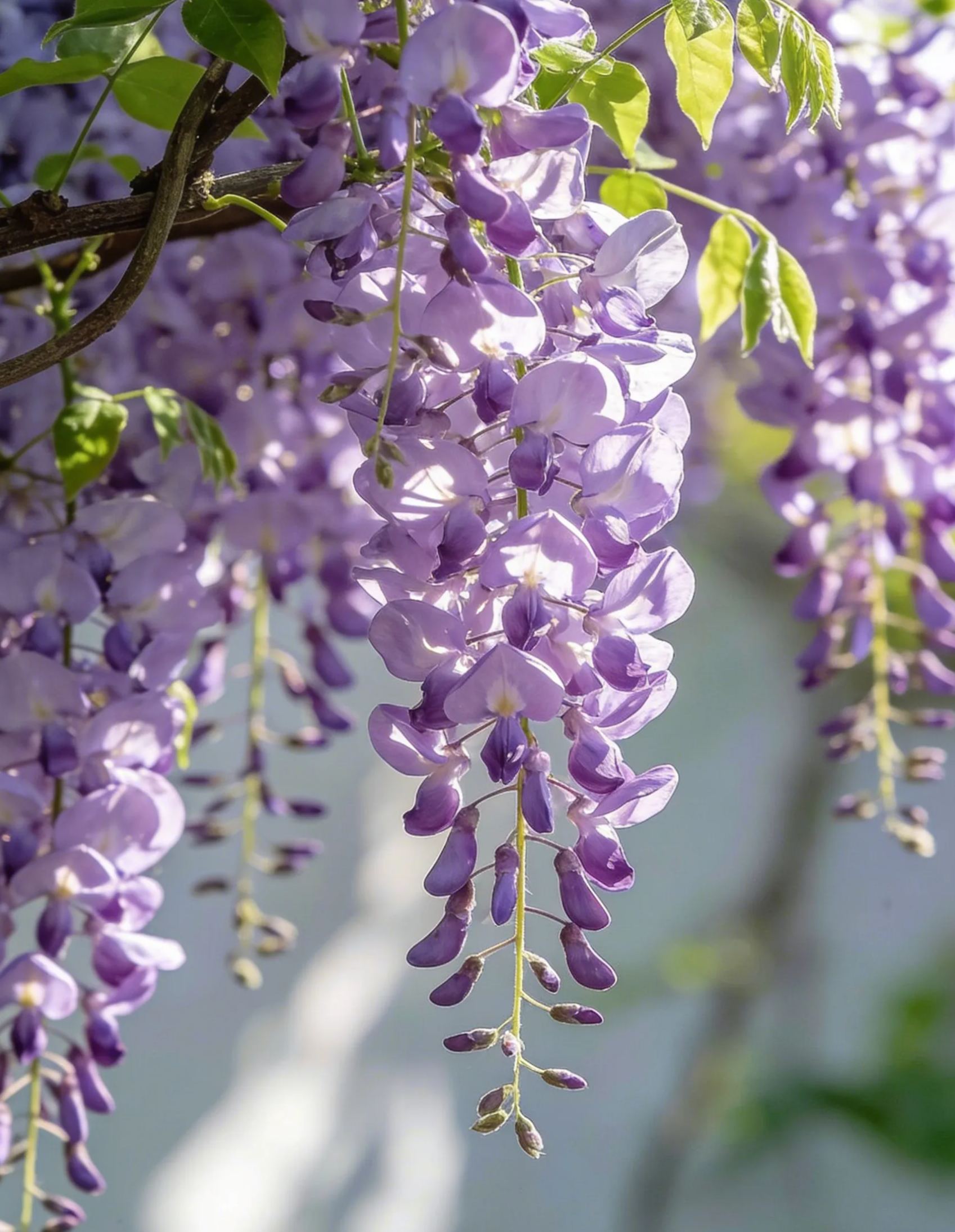 Семена от романтична глициния 💜