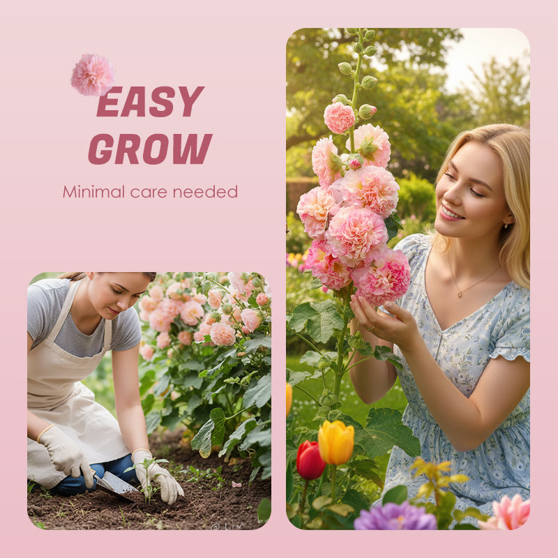 🌸 Семена от Слез (Malvarrosa) с многократен цъфтеж през сезоните 🌸