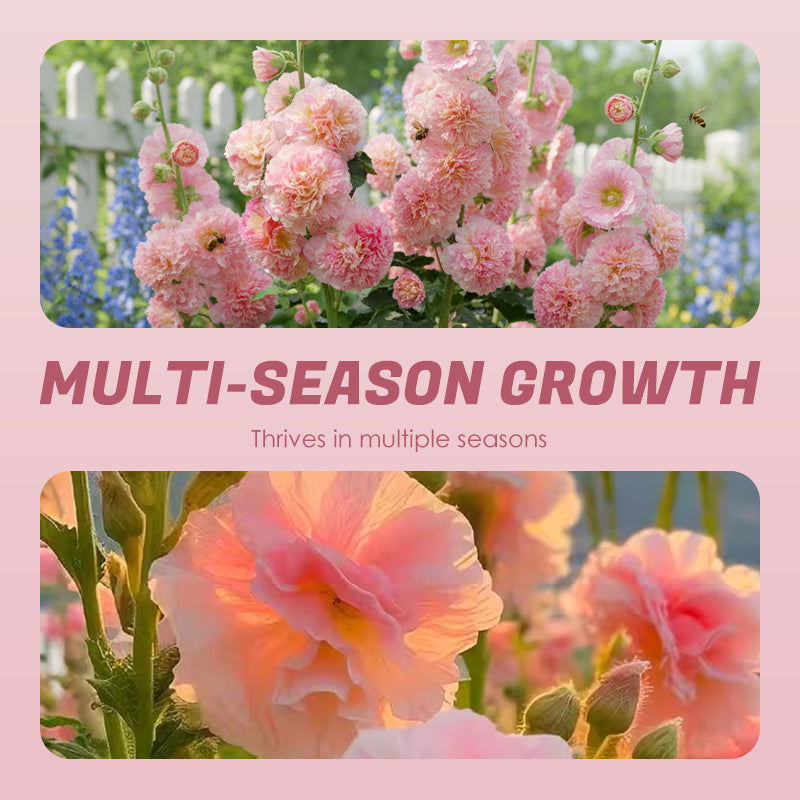 🌸 Семена от Слез (Malvarrosa) с многократен цъфтеж през сезоните 🌸