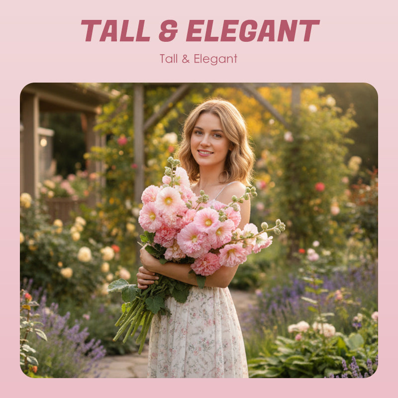 🌸 Семена от Слез (Malvarrosa) с многократен цъфтеж през сезоните 🌸