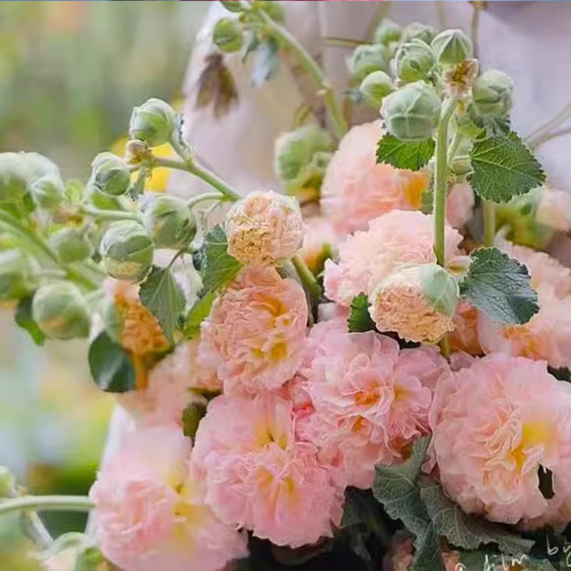 🌸 Семена от Слез (Malvarrosa) с многократен цъфтеж през сезоните 🌸