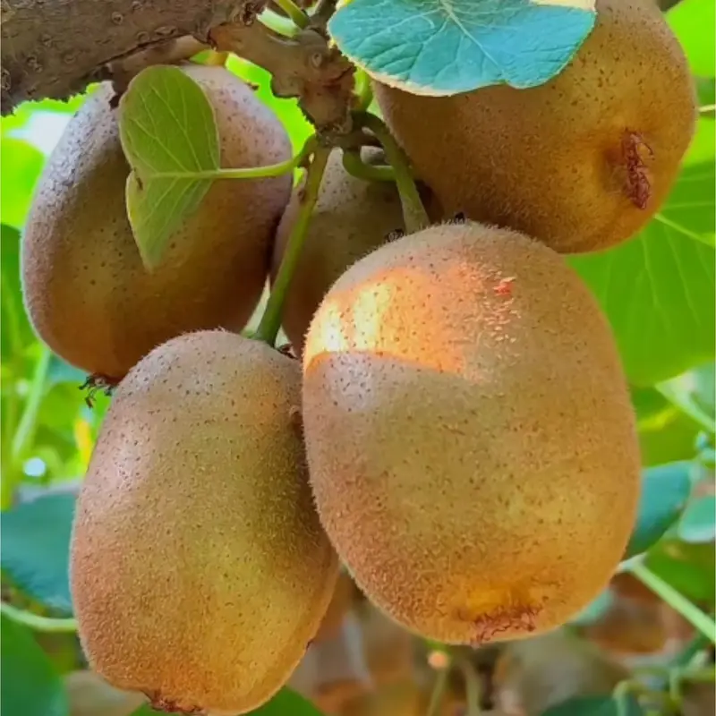 🥝 Semená kivi – odolná zelená chlpatá odnož kivi na pestovanie v domácej záhrade 🌿✨