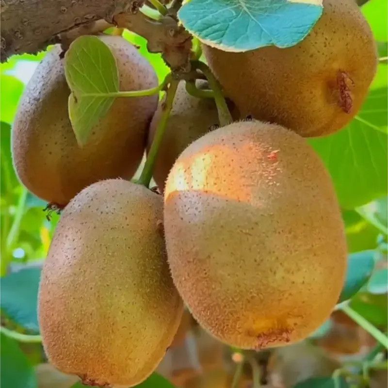 🥝 Semená kivi – odolná zelená chlpatá odnož kivi na pestovanie v domácej záhrade 🌿✨