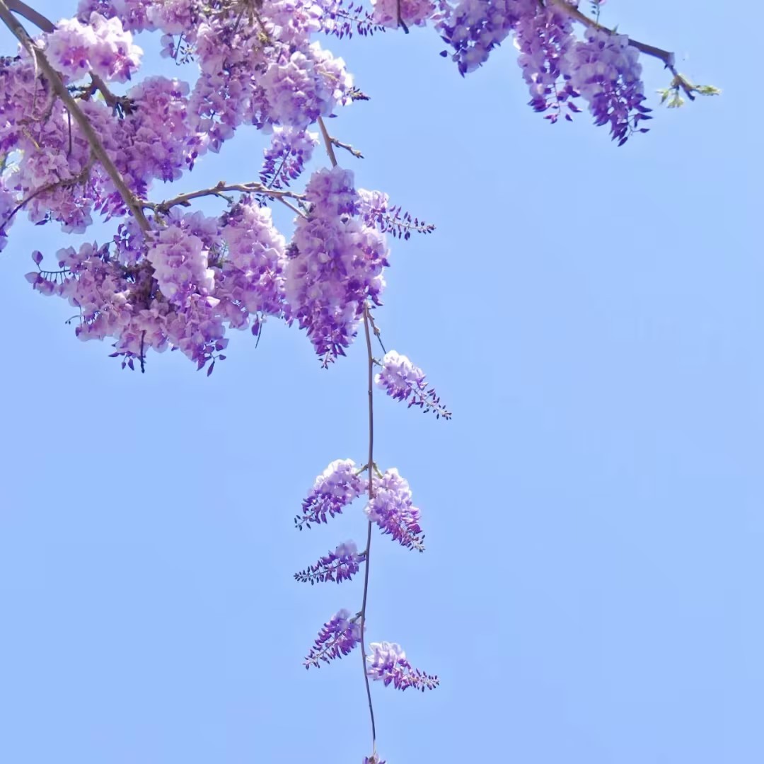 🌸Semínka Wycina – Purpurová elegance přírody