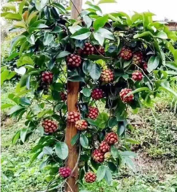 🌿 Semená Black Tiger - Ľahko sa pestujú doma 🌱 Predaných viac ako 10 000 balení semien🏆🏆🏆