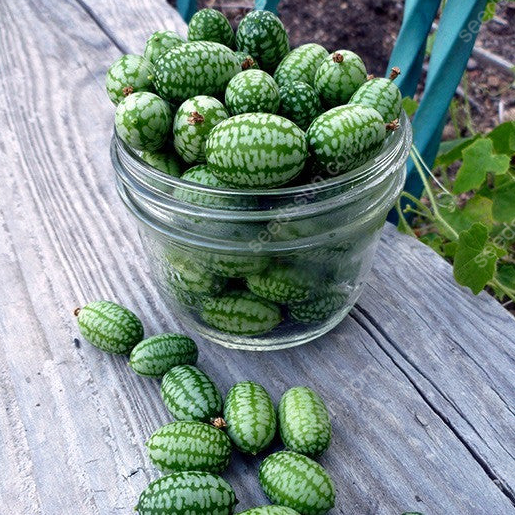 🍉 Mexický mini melón – Chrumkavá maškrta, ktorú si môžete ľahko vypestovať sami!