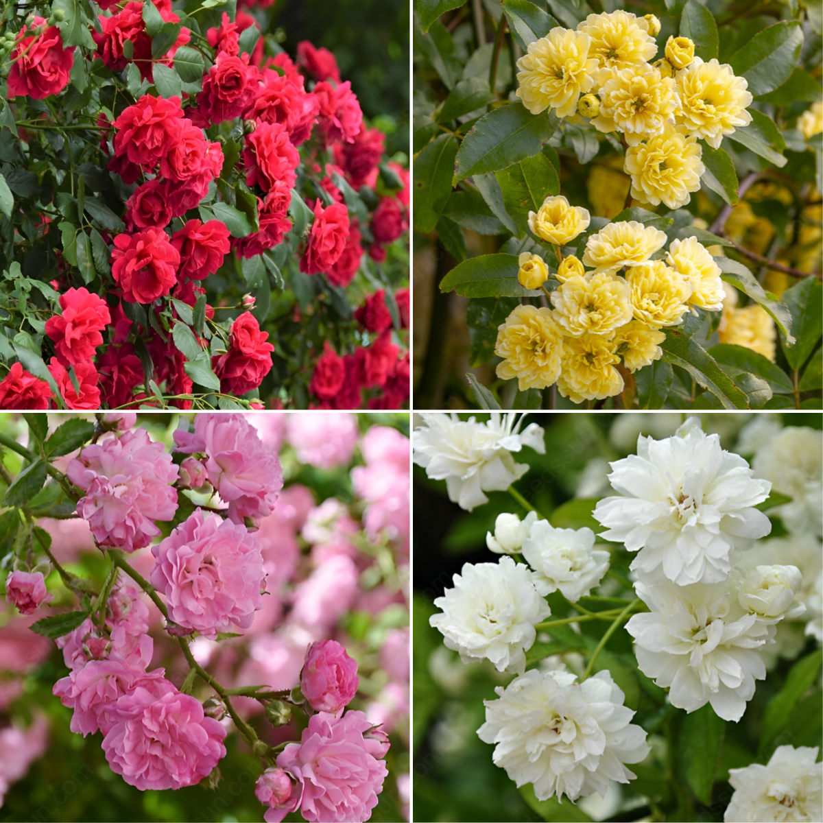 🌹 Prémiové semená ruže Banksia – jemná popínavá ruža s bohatým kvitnutím ✨