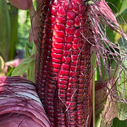🌈🌽 Semienka kukurice Gem – premeňte svoju záhradu či balkón na farebný raj plný úrody