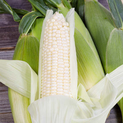 🌈🌽 Semienka kukurice Gem – premeňte svoju záhradu či balkón na farebný raj plný úrody