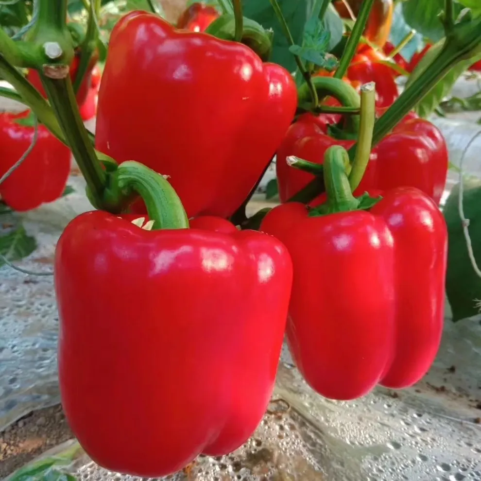 🌈 Петцветна хранителна бомба – микс от червени, жълти, оранжеви, лилави и зелени сладки чушки