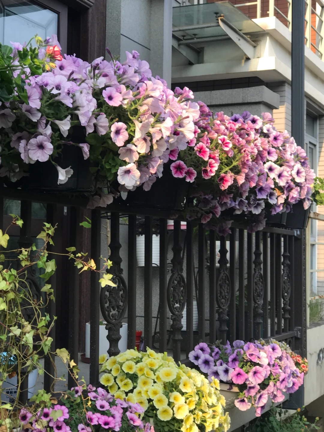 🌸 Закатна петуния за висящи кошници – Кралицата на балкона в цветни комбинации