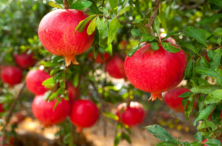 🌱 Семена от кристален нар 🍎