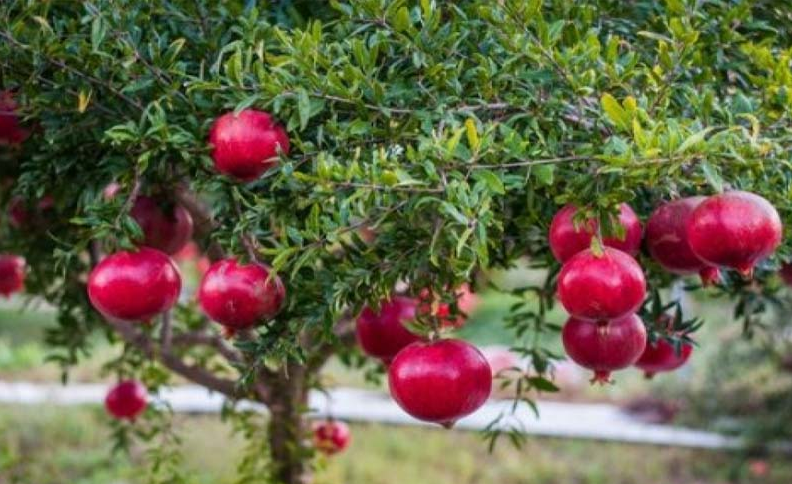🌱 Семена от кристален нар 🍎