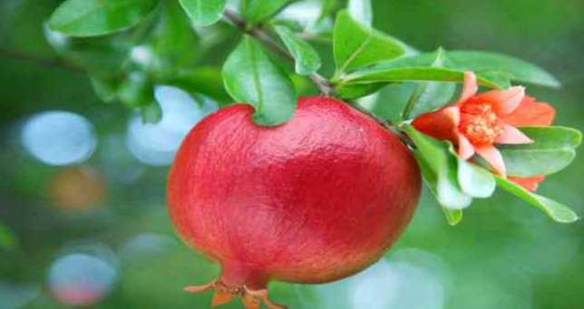 🌱 Семена от кристален нар 🍎