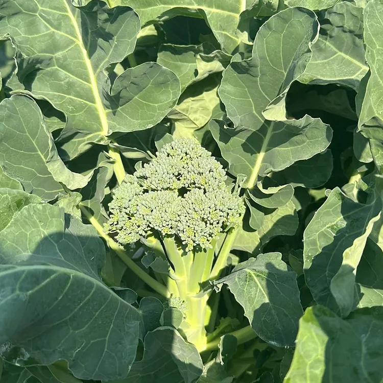 🌱 Семена от броколи рабе – берете крехки филизи само за 30 дни