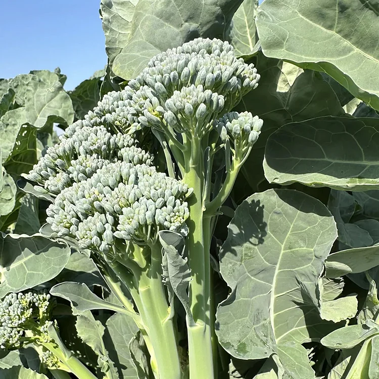 🌱 Семена от броколи рабе – берете крехки филизи само за 30 дни