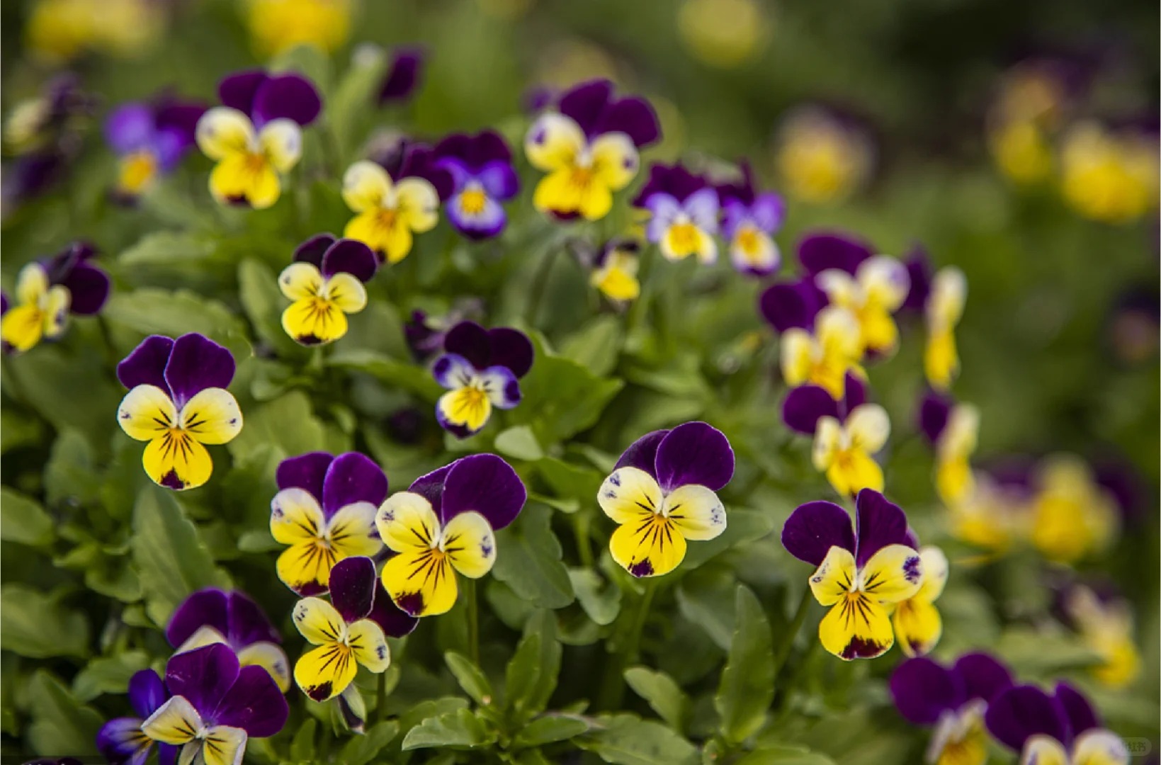 🌸Macešky – Prvé farby jari pre váš balkón aj záhradu