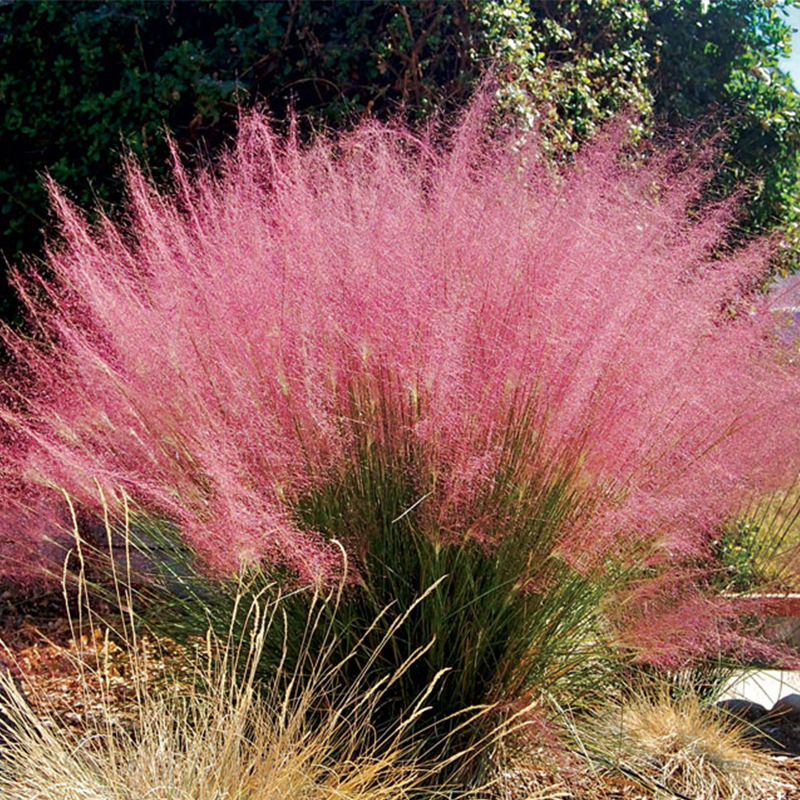 Muhlenbergia capillaris