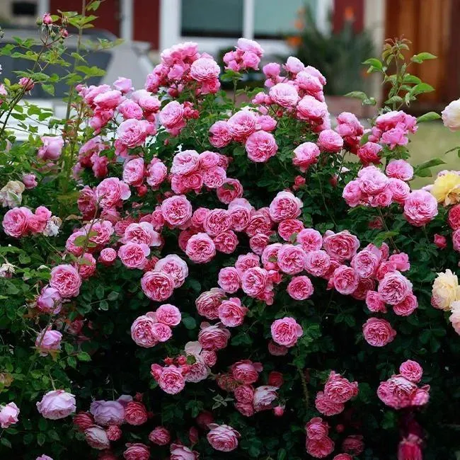 🌸 Rare climbing rose 'Eden' seeds — easy to grow, fragrant, perennial flowers
