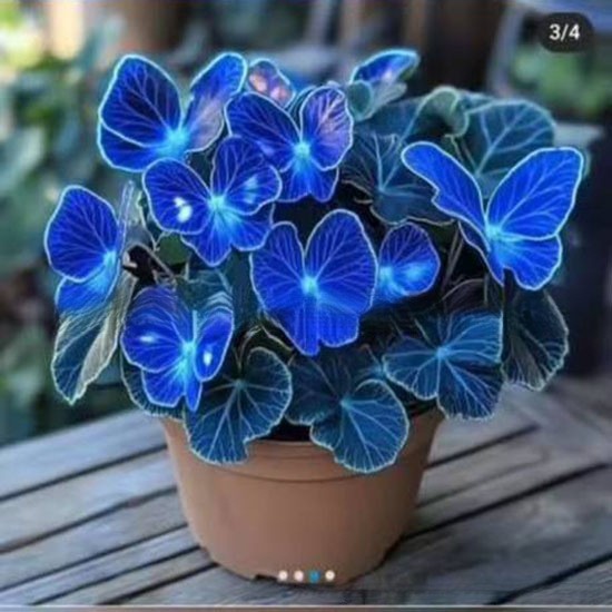 Семена на Златистото пеперудено вино – създайте водопад от цветя! 🌿💛