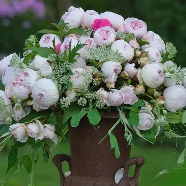 🌸 Rare climbing rose 'Eden' seeds — easy to grow, fragrant, perennial flowers