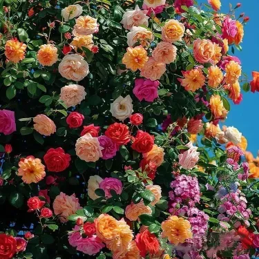 🌸 Rare climbing rose 'Eden' seeds — easy to grow, fragrant, perennial flowers