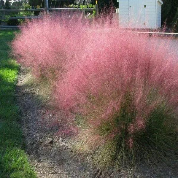 Muhlenbergia capillaris